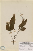 藏品(小山螞蝗)的圖片